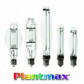 Plantmax Bulbs