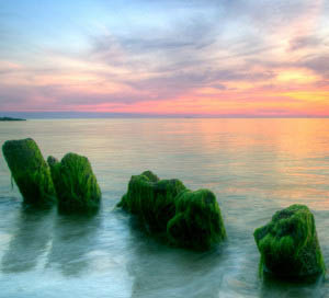 seaweed 3