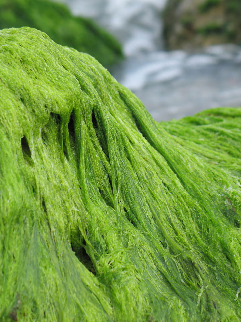 seaweed nutrients