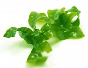 Seaweed