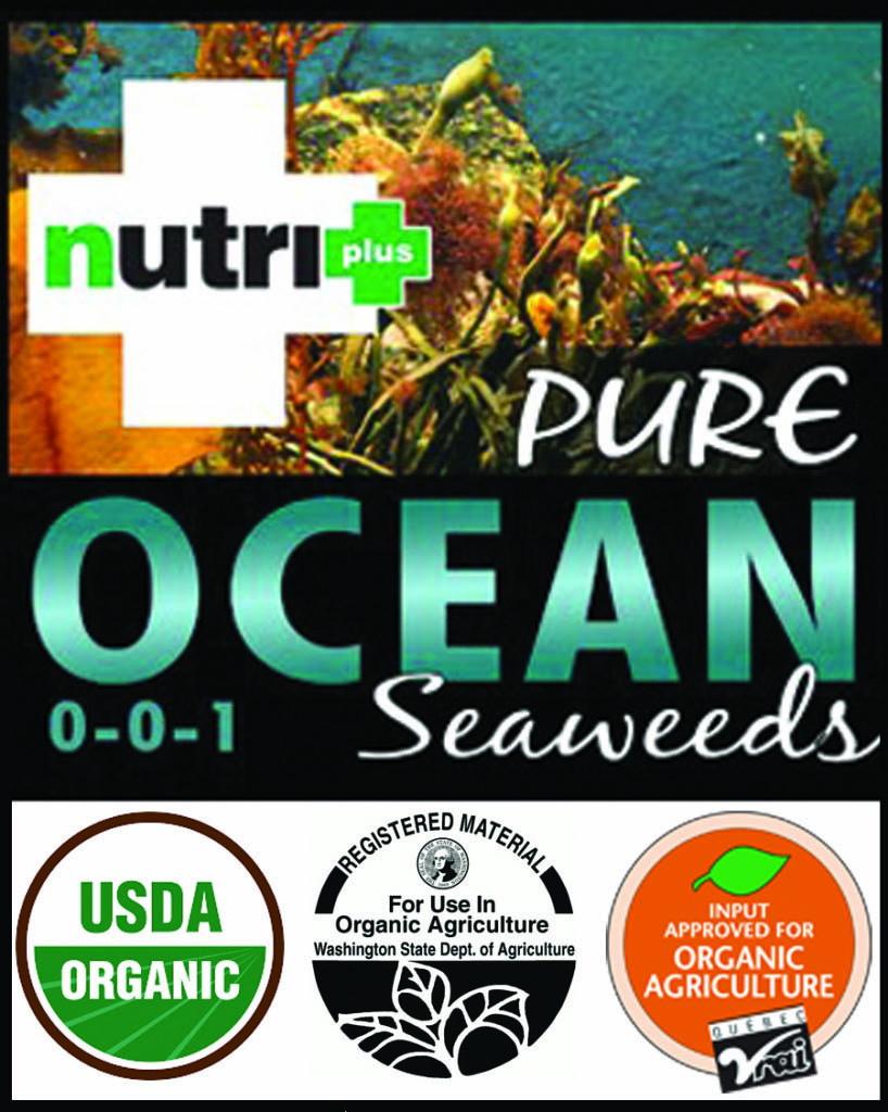 pure ocean seaweeds